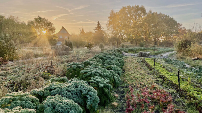 caia academy lebensgarten steyerberg permakulturpark 800x450